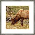 Bull Elk Grazing Framed Print