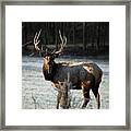 Bull Elk In Frosty Field Framed Print