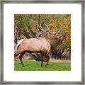Bull Elk In Rutting Season Framed Print
