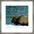 Bull Elk In Winter Framed Print