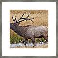 Bull Elk In Yellowstone Framed Print