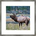 Bull Elk Next To River Framed Print