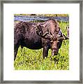 Bull Moose #3 Framed Print