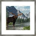 Bull Moose Framed Print