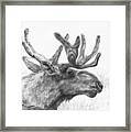 Bull Moose Study Framed Print