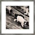 Bull Run 8 Framed Print