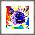 Bulldog - Stanley Framed Print