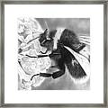 Bumble Bee Closeup Framed Print