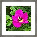 Bumble Bee On A Wild Rose Framed Print