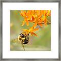 Bumble Bee On Butterfly Weed Framed Print