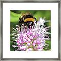 Bumble Bee On Hebe2 Framed Print