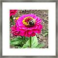 Bumble Bee On Pink Flower Framed Print
