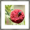 Bumble Bee On Zinnia Framed Print