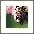 Bumble From Above Framed Print