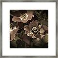 Bumblebee On Blush Country Rose In Sepia Tones Framed Print