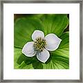 Bunchberry Wild Flower Framed Print