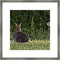 Bunny Butt Framed Print