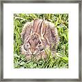 Bunny In The Clover Framed Print