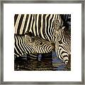 Burchells Zebra Foal Nuzzling Framed Print