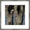 Burchells Zebra Equus Burchellii Pair Framed Print