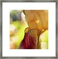 Burgundy Dreams Framed Print