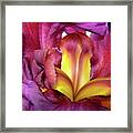 Burgundy Iris Framed Print