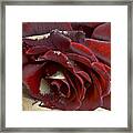 Burgundy Rose Framed Print