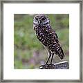 Burrowing Owl 7 Framed Print