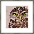 Burrowing Owl Framed Print