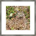 Burrowing Owl With Wide Eye Framed Print