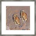 Burrowing Owls At Salton Sea Framed Print