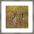 Bush Kangaroos Framed Print