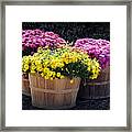 Bushels Of Fall Flowers Framed Print