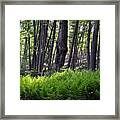 Bushkill Falls Ferns Framed Print