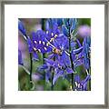 Busy Bee Framed Print