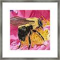 Busy Bee Framed Print