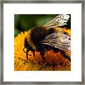 Busy Bee Framed Print