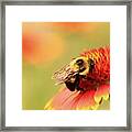 Busy Bumblebee Framed Print