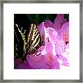 Butter And The   Fly Framed Print