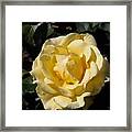 Butter Rose Framed Print