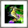 Butterflie Framed Print