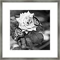 Butterflies And Rose Black And White Framed Print