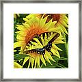 Butterflies And Sunflowers Framed Print