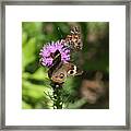 Butterflies And Purple Flower Framed Print