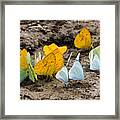 Butterflies Eating Minerals Framed Print