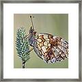 Butterfly - Meadow Satyrid Framed Print