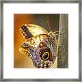 Butterfly 02 Framed Print