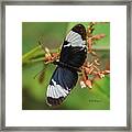 Butterfly 06 Framed Print