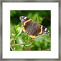 Butterfly 10 Framed Print