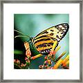 Butterfly #1957 Framed Print